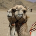 camel_desert_ma_v_0311_egy3586.jpg